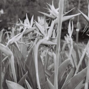 Untitled (sofia Tudela)